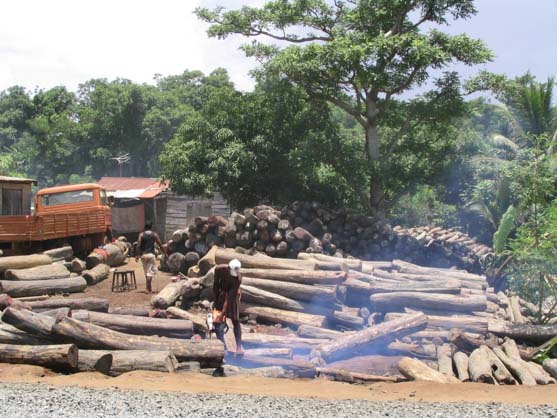 peru illegal logging