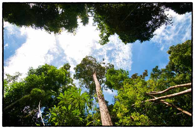 Illegal logging peru