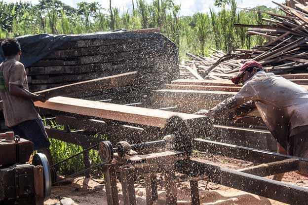 illegal logging peru
