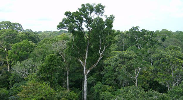 peru logging 3