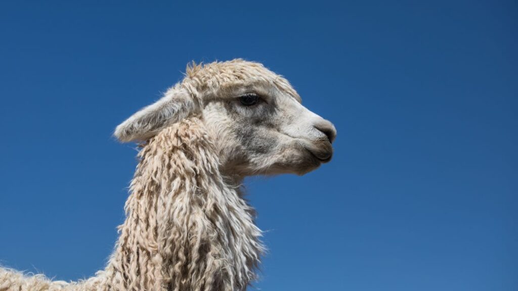 These Photos Of Llamas Are Everything (You Are Welcome)